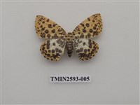 藏品(尺蛾106)的圖片